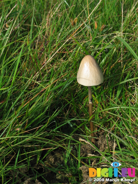 24002 Mushroom